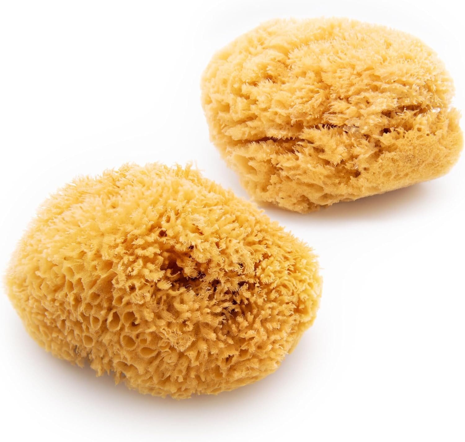 Neptune Caribbean Sea Sponge 2 Pack, Hand Cut, XXL, Approx. 8-9 Inches