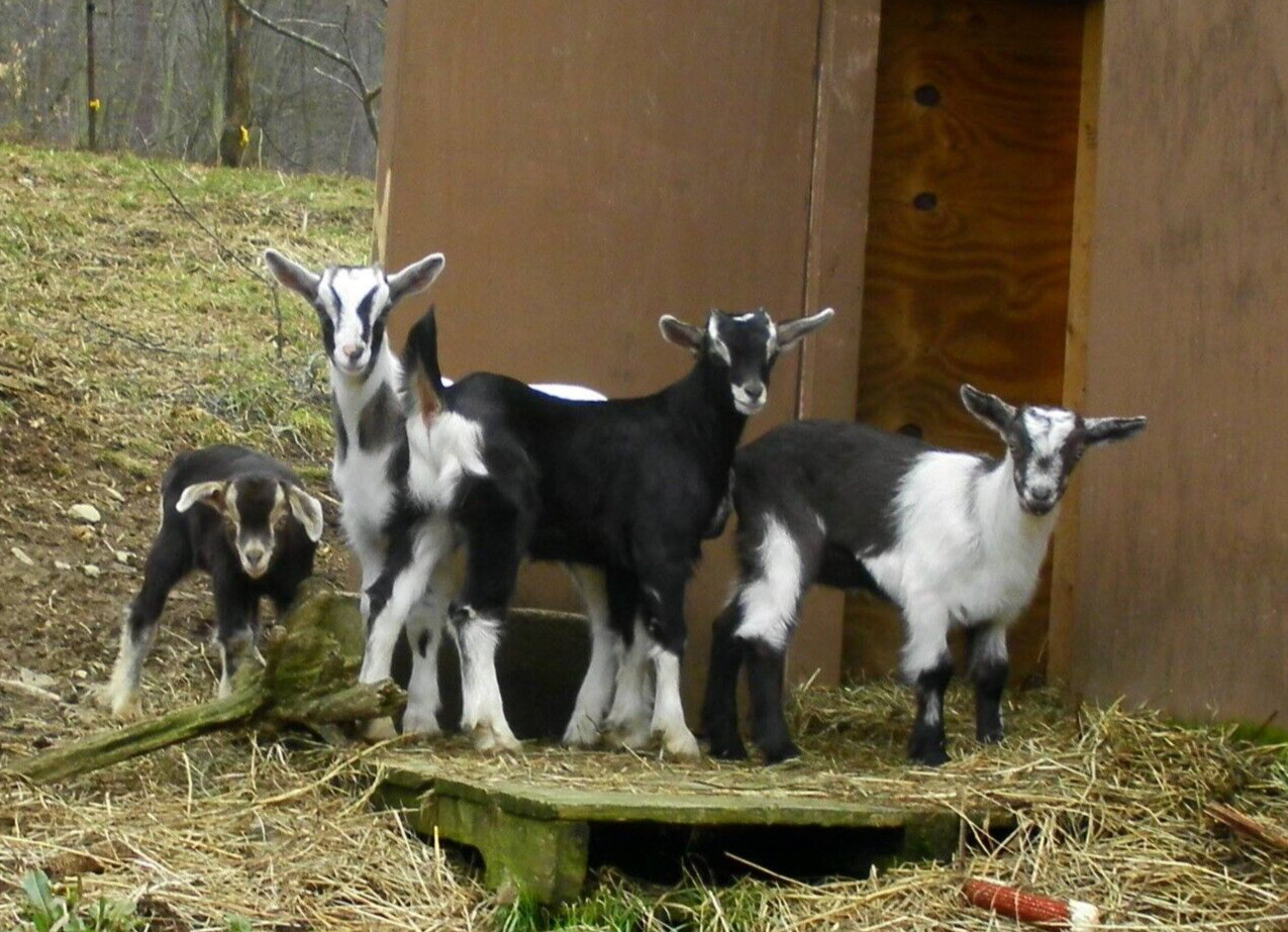 Vanilla Shea Goat Milk Soap, Cocoa Butter Natural Organic Great Gift