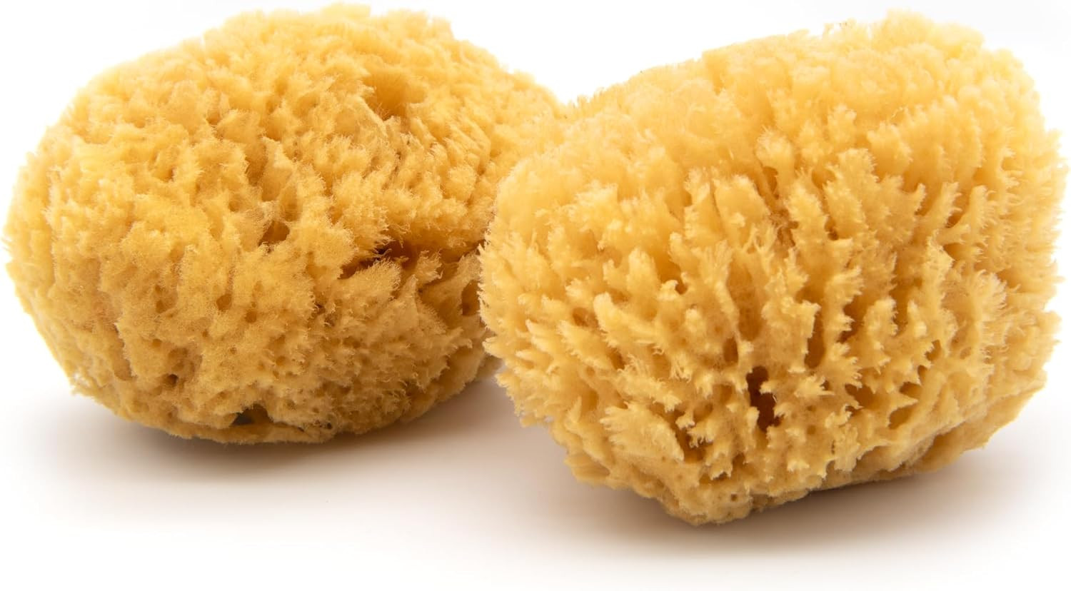 Caribbean Sea Sponge 2 Pack, Medium (Approx. 5-6 Inch), Hand Processed, Natural