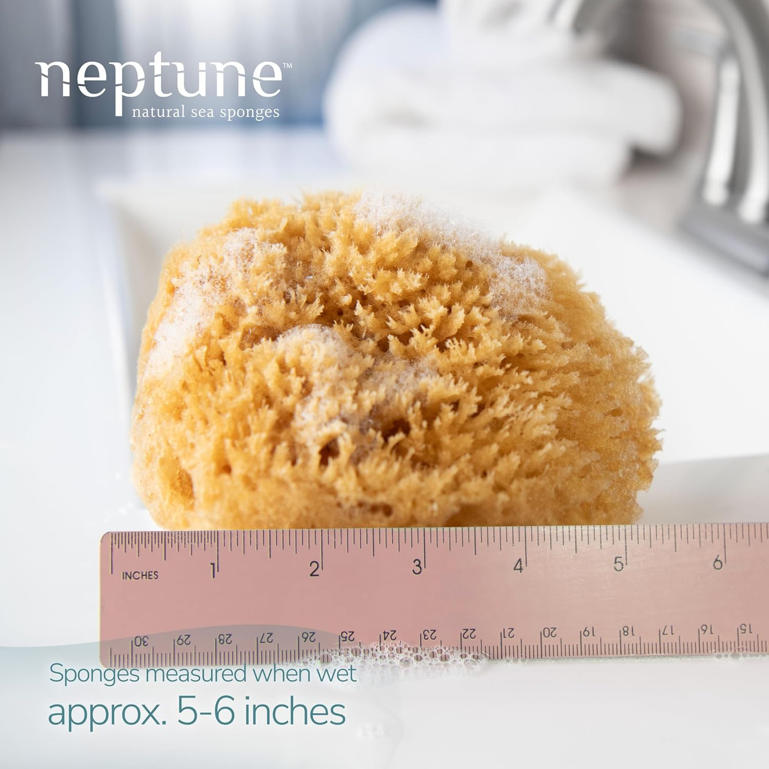 Caribbean Sea Sponge 2 Pack, Medium (Approx. 5-6 Inch), Hand Processed, Natural